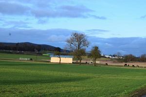 Büffel Herde beim ein Hütte foto