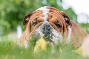 süß Englisch Bulldogge foto