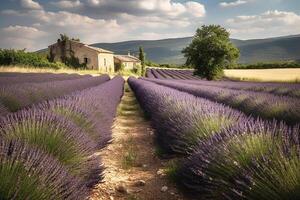 Lavendel Landschaft im das Stil von Provence. gepflegt Reihen von Lavendel beim Sonnenuntergang. generativ ai foto