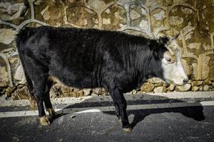 spät zurückkehrend Hirten und Vieh im das hoch Berge foto