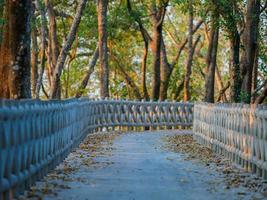 Beton Gehweg entlang das Küste von das Mangrove Wald foto