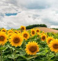 Sonnenblume kostenlos Foto