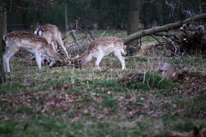 ein Aussicht von etwas Brache Hirsch im das Shropshire Landschaft foto