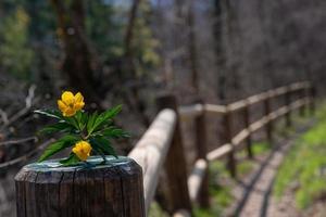 Zaun mit blühte Blume foto