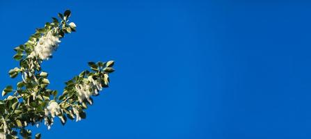 Sommer- Landschaft. Pappel Flaum ist zu Schuld zum Allergien, Sommer- beginnt mit Pappel Flaum. Magie Pappel. foto