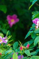 schön dunkel Rosa Blume Hagebutte Nahansicht. Blühen Busch von Hagebutte medizinisch. kostenlos Raum. foto