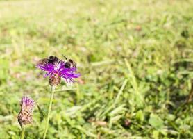 Hummel auf ein Distel gegen verwischt Grün Hintergrund mit Kopieren Raum foto