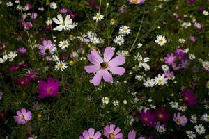 Rosa Gänseblümchen Blume im ein Blumenbeet mit Hummel gegen ein Hintergrund von Grün Blätter foto