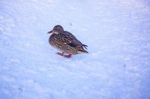 ein weiblich Stockente Ente mit Kopieren Raum foto