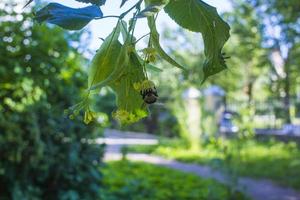 Tilia, Linde Baum, Linde oder Limette Baum mit ungeblasen Blüte. Tilia Baum ist gehen zu blühen. ein Biene versammelt sich kalkfarben Honig foto