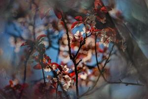 Kirsche Blühen Rosa Baum im das Straßen von das Stadt von alicante im Frühling Blumen im foto