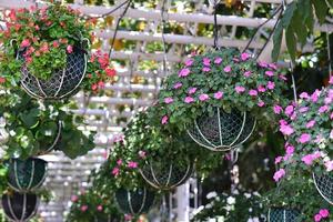 aufgeräumt eingetopft Blumen hängen im das Garten foto