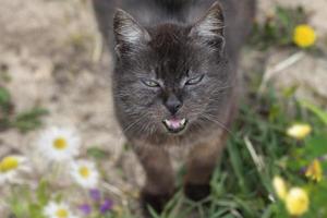 komisch alt Straße Katze auf das Gras. foto