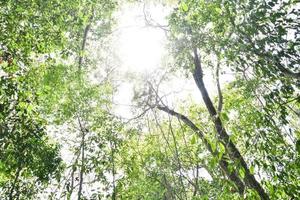 Bäume im Wald foto