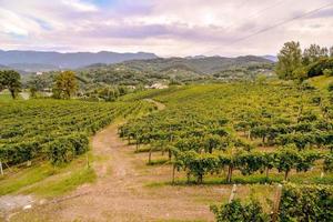 ein Weinberg Landschaft foto