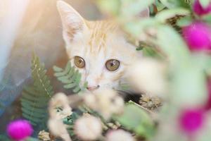 süß Orange Kätzchen gestreift Katze genießen und entspannen mit Globus Amaranth Blumen im Garten mit natürlich Sonnenlicht foto