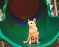 erschrocken und besorgt braun Chihuahua Hund Sitzung auf Spielplatz Ausrüstung. foto