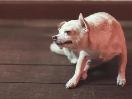 braun Chihuahua Hund Kratzen auf hölzern Fußboden im das Zimmer. foto