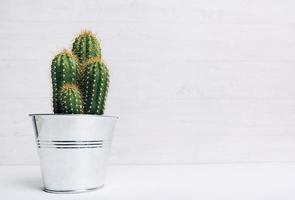 Kaktustopfpflanze gegen weißen hölzernen Hintergrund