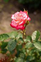 Rosa Tee Rose im das Sommer- Garten foto