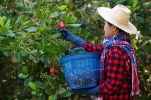 asiatisch Gärtner ist Arbeiten und Ernte Cashew Apfel Früchte im Garten. Konzept, Landwirtschaft Beruf, thailändisch Bauern wachsen Cashew Früchte wie wirtschaftlich und Export Pflanzen Waren foto