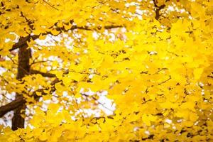 schöner Ginkoblattbaum foto