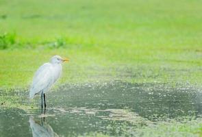Weiß Vogel im ein Wiese und Wasser foto