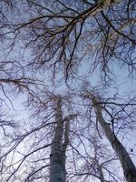 blattlos Baum im ein Blau Himmel foto