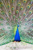 Pfau Porträt. schön bunt Pfau Feder foto