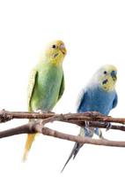 Gelb und Blau Wellensittich Vogel melopsittacus undulatus foto