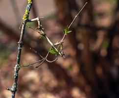 das zuerst Frühling Grün Blätter von das Schönheit Busch. Latein Name kolkwitzia amabilis foto