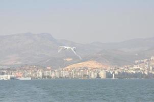 Möwen auf das Meer Izmir foto