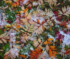 bunte Blätter auf schneebedecktem Gras foto