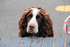 ein Blick auf einen Hund foto