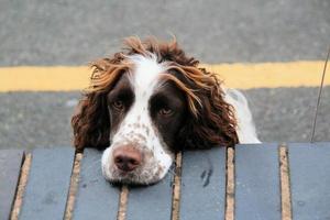 ein Blick auf einen Hund foto