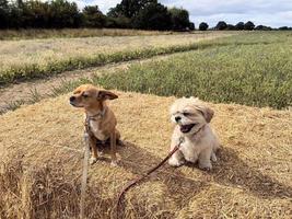 ein Blick auf einen Hund foto