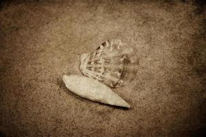 Schale Sand Hintergrund foto