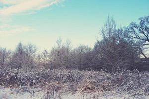 Winter Landschaft mit frisch Schnee und Bäume foto