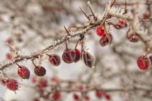 schön Strauch mit rot Früchte bedeckt mit Weiß Frost foto