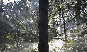 Waldbaum Hintergrund foto