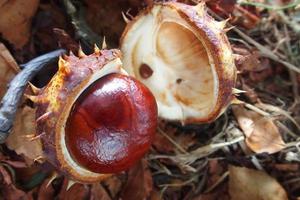 braun Kastanien gesammelt auf ein Herbst Tag foto