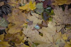 Herbstblatt Hintergrund foto