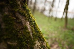 Grün Moos wächst auf feucht Baum beim Wald. foto