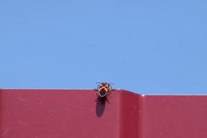 wenig rot Fehler klettert durch ein rot Zaun foto