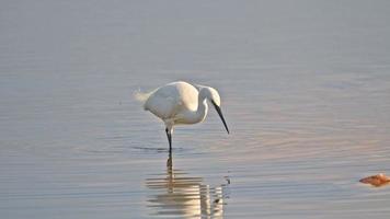 Egretta garzetta, Egretta garzetta, suchen zum Essen im See foto