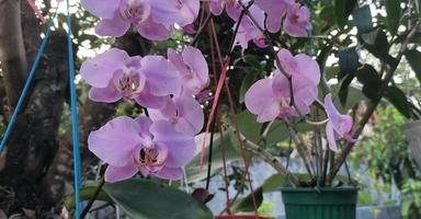 Phalaenopsis schilleriana Orchideen oder Phalaenopsis Reitsport. schön Weiß und Rosa Mond Orchidee Blumen foto