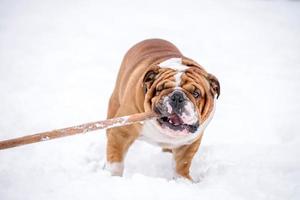 Englisch Bulldogge spielen auf das Schnee foto