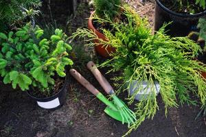 Nadelbaum Pflanzen im Töpfe mit ein geschlossen Wurzel zum Pflanzen auf Ihre Garten Handlung von das Kindergarten. Gartenarbeit von ein Garten Handlung im Frühling foto