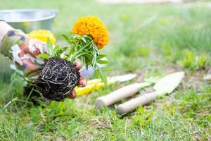 Gelb und Orange Ringelblume Sämlinge mit Wurzeln sind bereit zum Pflanzen im das öffnen Boden im Frühling. unprätentiös Garten Blumen im das Hände von ein Gärtner, Blume Bett und Hof Pflege foto