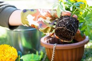 Gelb und Orange Ringelblume Sämlinge mit Wurzeln sind bereit zum Pflanzen im das öffnen Boden im Frühling. unprätentiös Garten Blumen im das Hände von ein Gärtner, Blume Bett und Hof Pflege foto